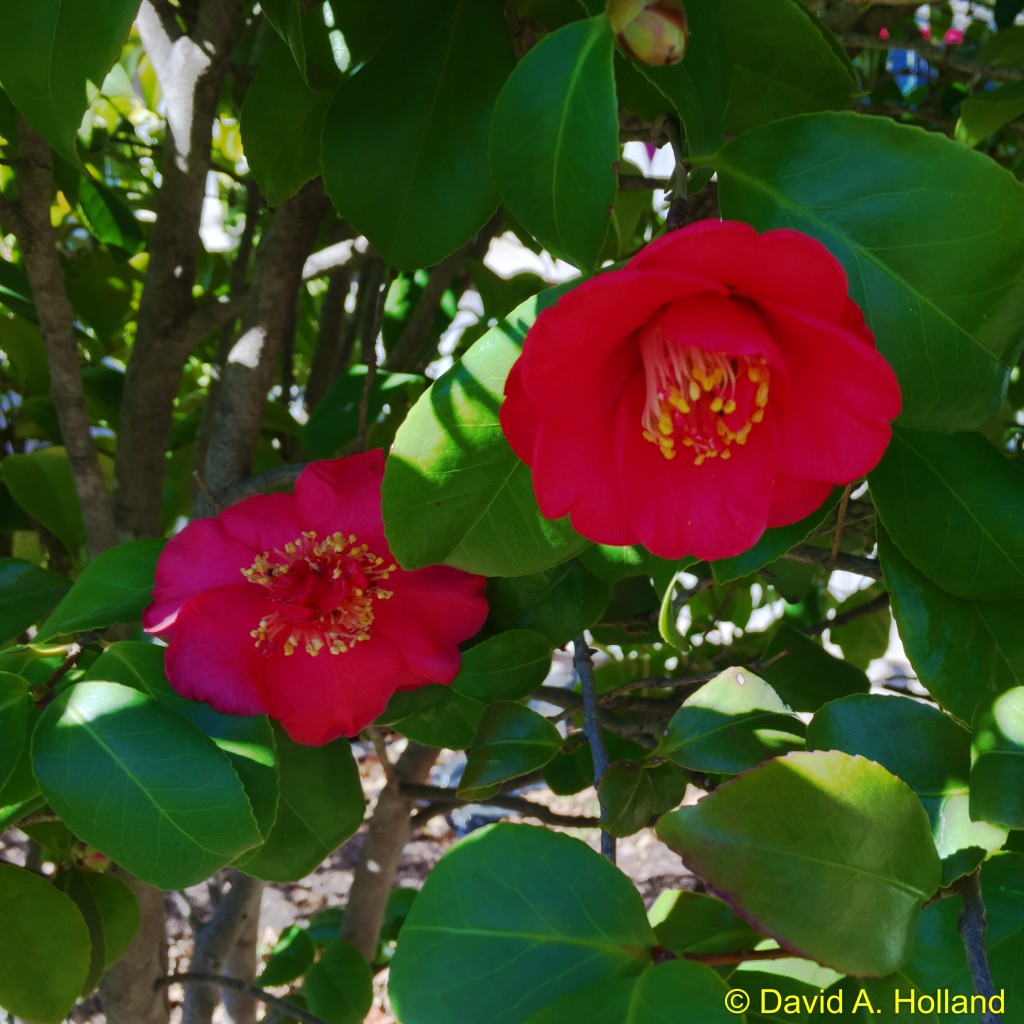 Holland Camellia