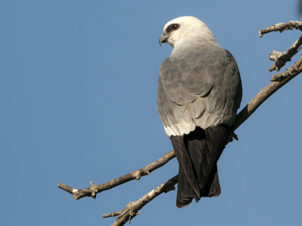 Mississippe Kite